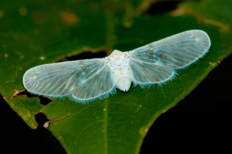 a small, blue moth sitting on top of a leaf