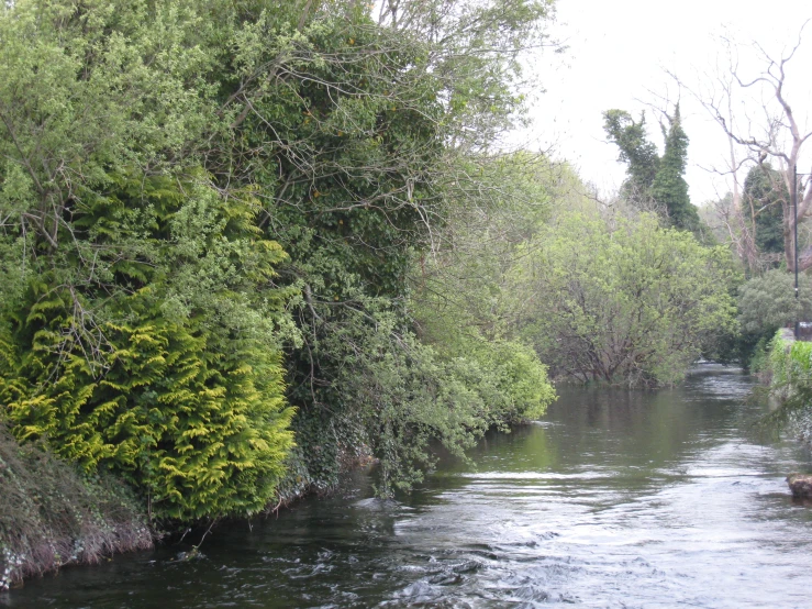 a river is pictured with small trees and water