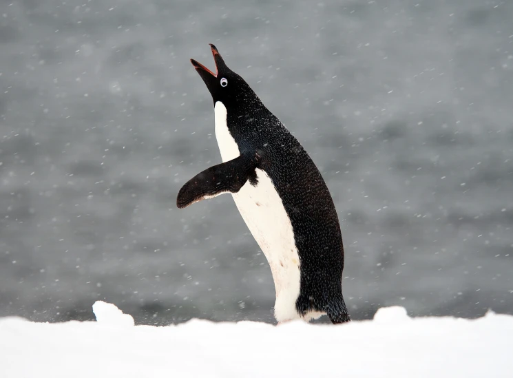 a penguin standing in the snow looking up at soing