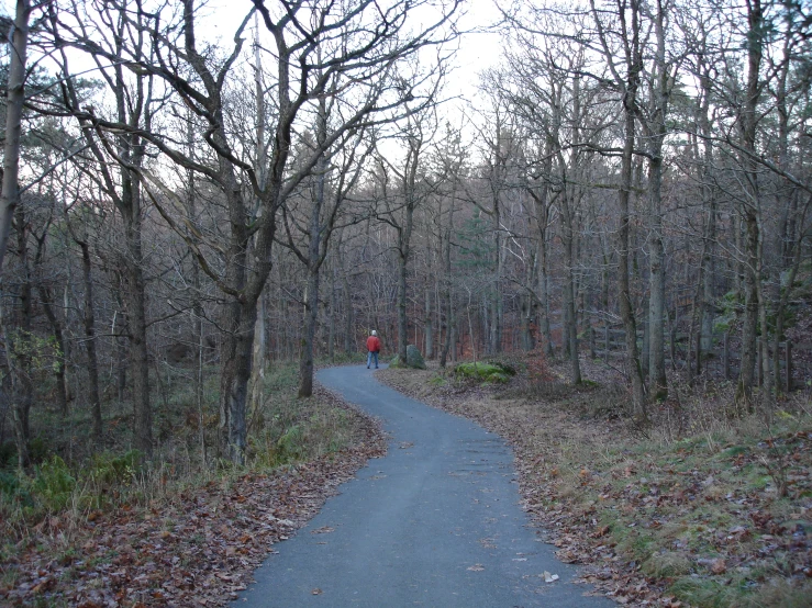 an empty path runs through a wooded area