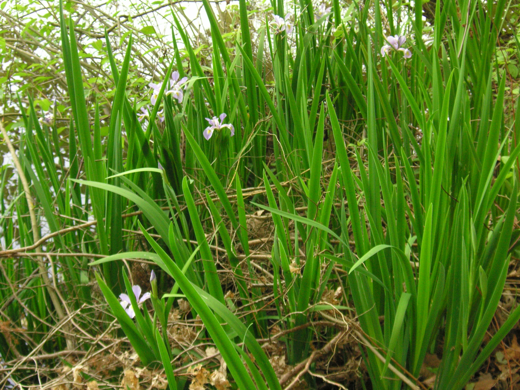 several white and gray flowers on some green grass