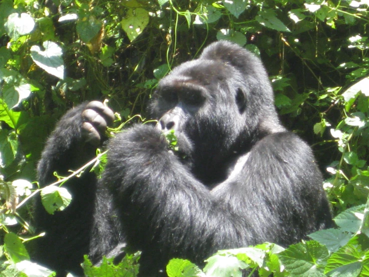 a large gorilla eating on top of a lush green tree