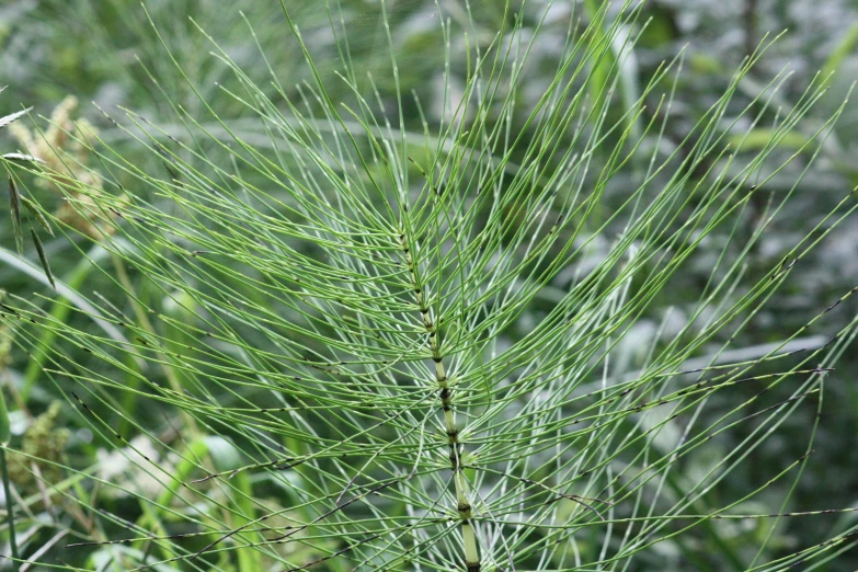 an image of a large plant that is blurry