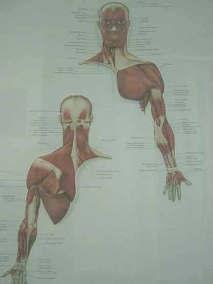 this diagram shows muscles of the upper half of the body