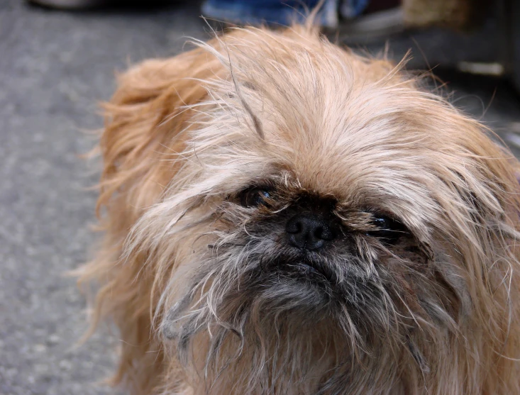 a dog is looking at the camera on pavement