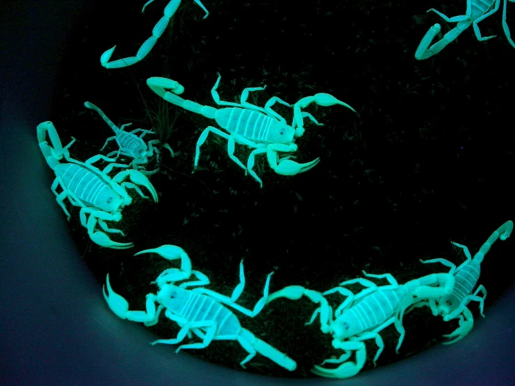 neon scorpions glowing inside of an oval object