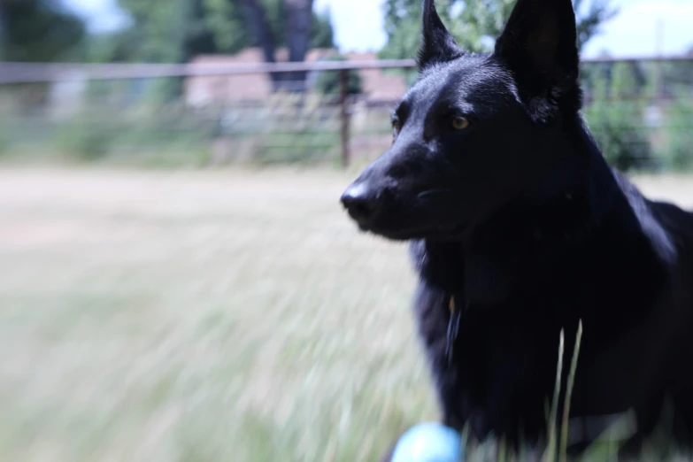 a dog looking towards the camera in a fenced enclosure