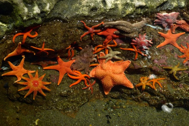 there are some different corals and sponges on the sea bed