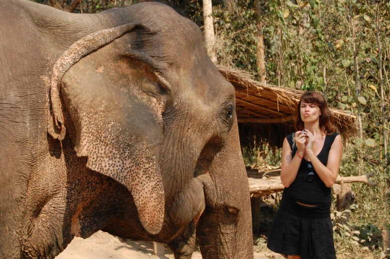 there is an elephant that has some food in its trunk