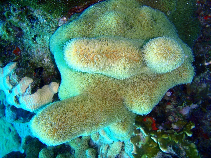 a stuffed animal sitting on top of a coral reef