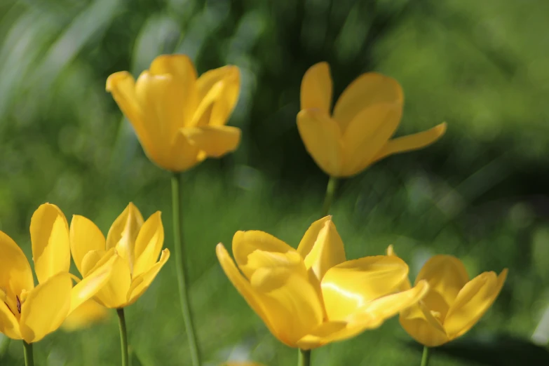 yellow flowers are blooming in a flower garden