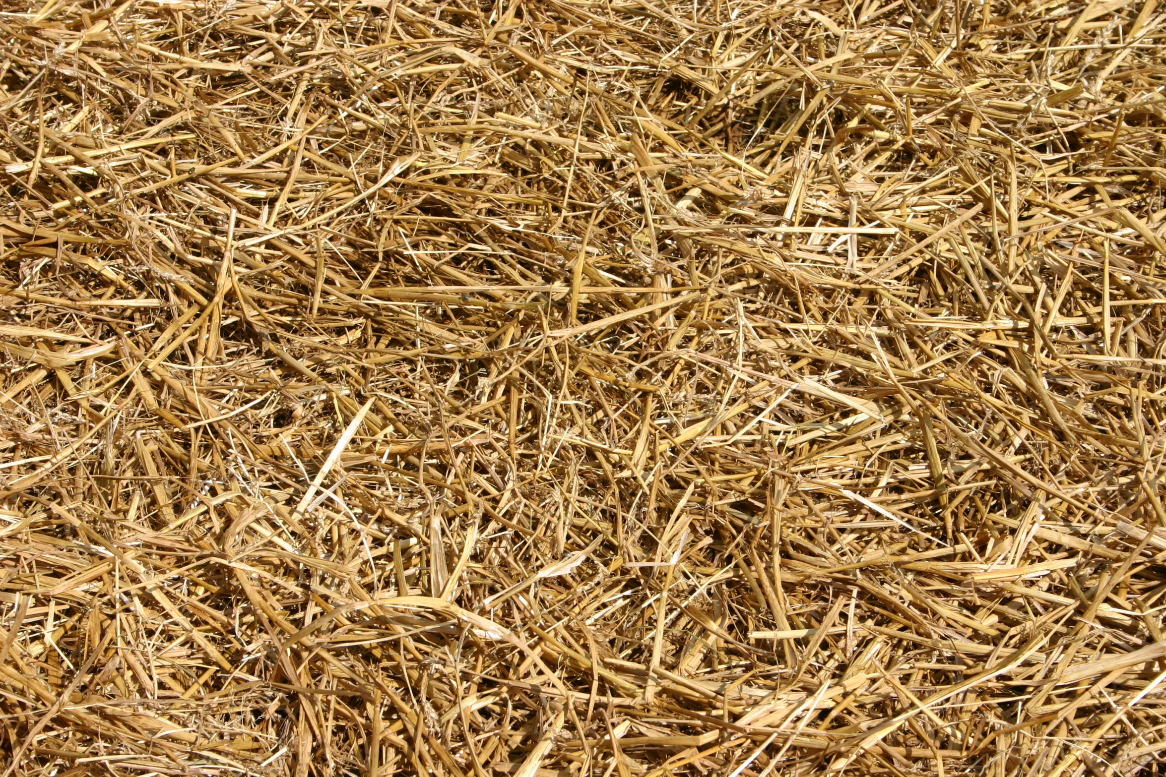 a close up view of some dry grass