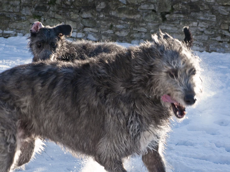 a couple of large gray dogs walking across a snow covered slope