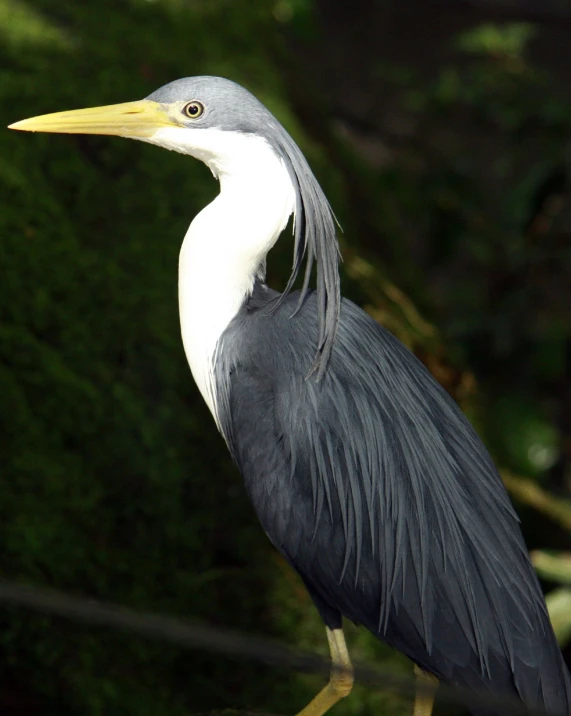 the grey bird is standing in front of the green grass