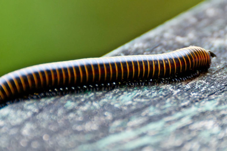 a big, black and brown caterpillar walking on top of a cement