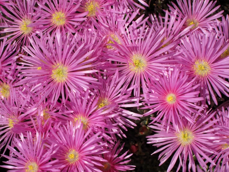 pink and yellow flowers are blooming together