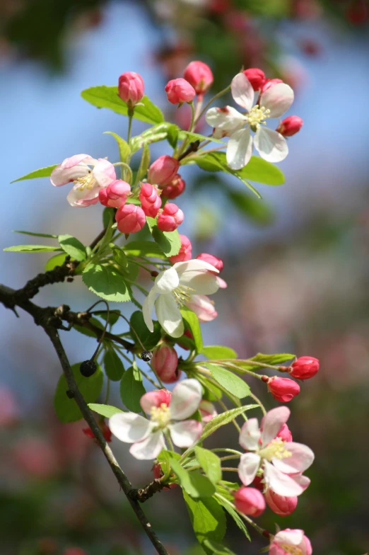 nch with flower, buds and green leaves