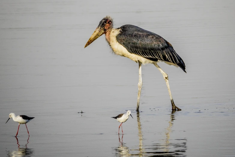 a long billed bird walks in the water next to two black and white birds