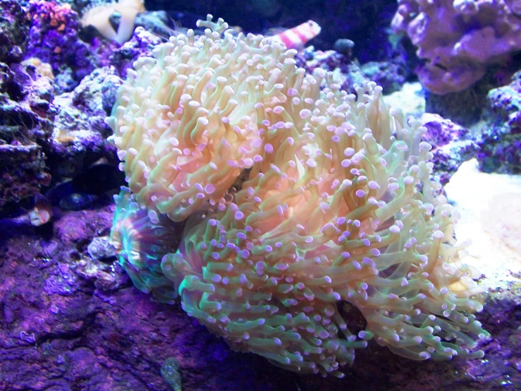 a close up of an underwater coral with white caps