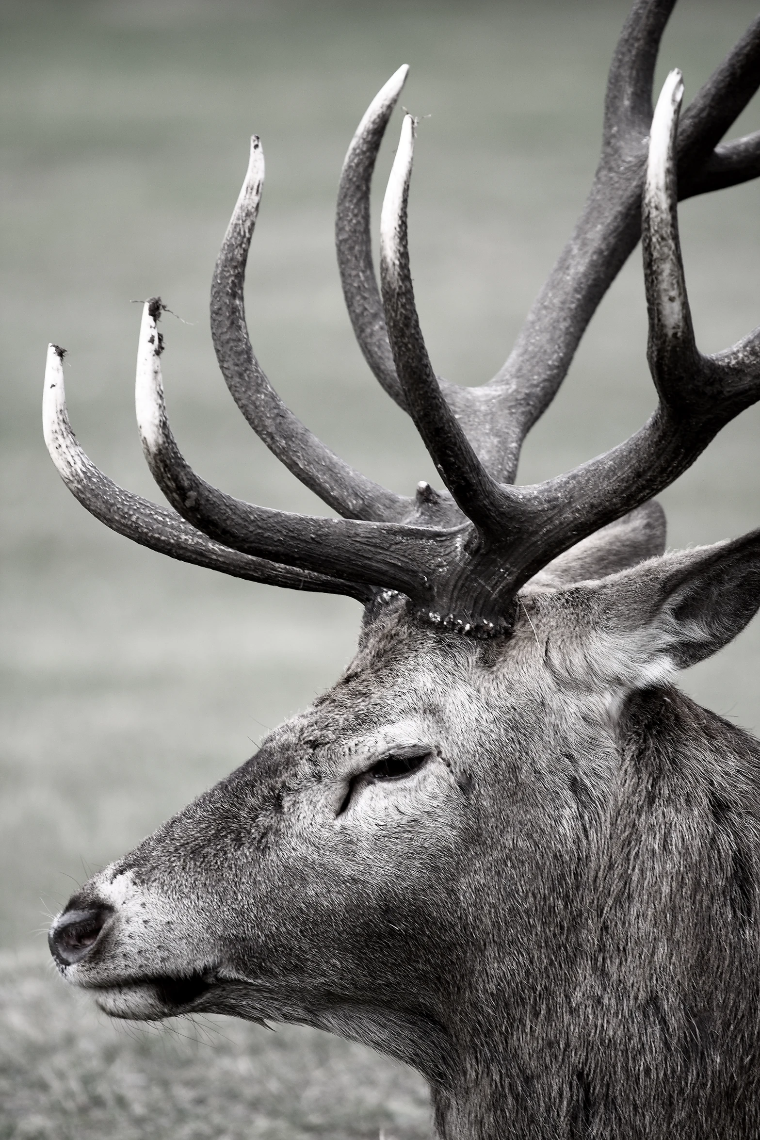 a black and white po of a deer's face