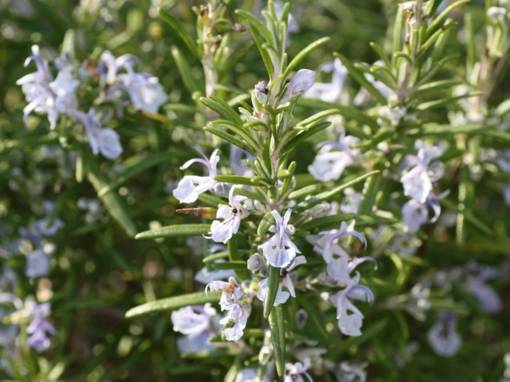 purple flowers growing out of a green bush