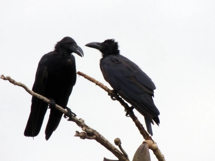 two black birds sitting on the tree nches