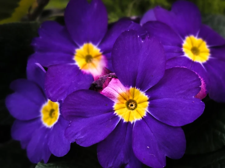 a purple flower with yellow and white stamens