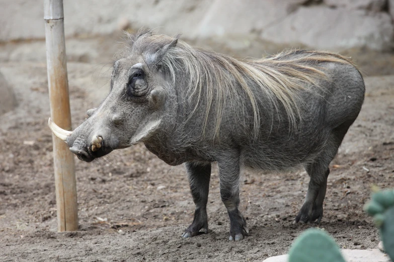 a close up of a small animal near a fence