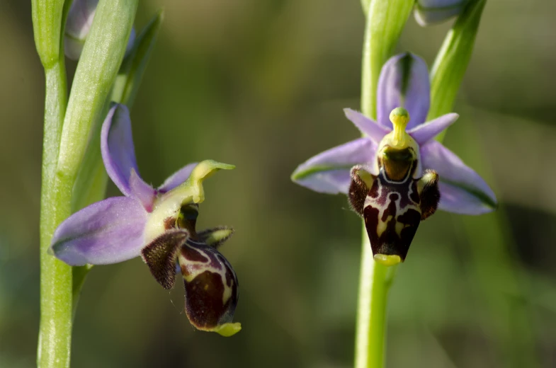 the flower stalks with purple flowers and green stems