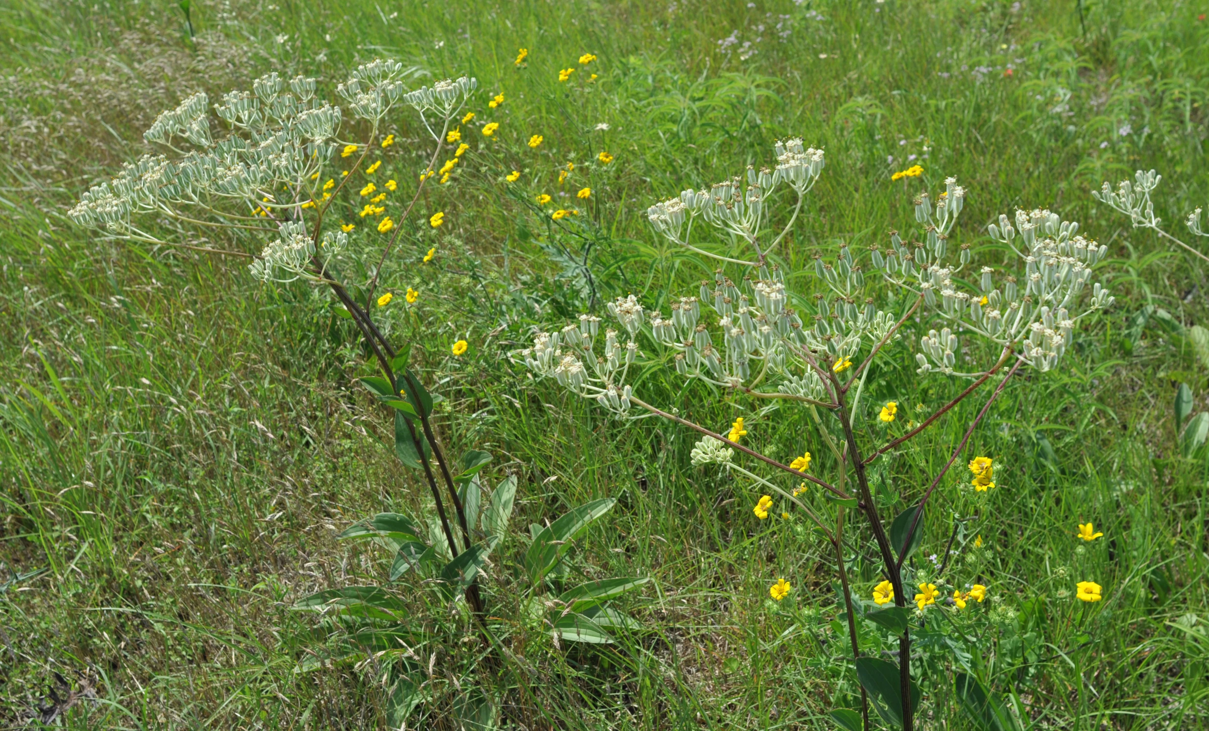 there are very tall plants with yellow flowers in the tall grass