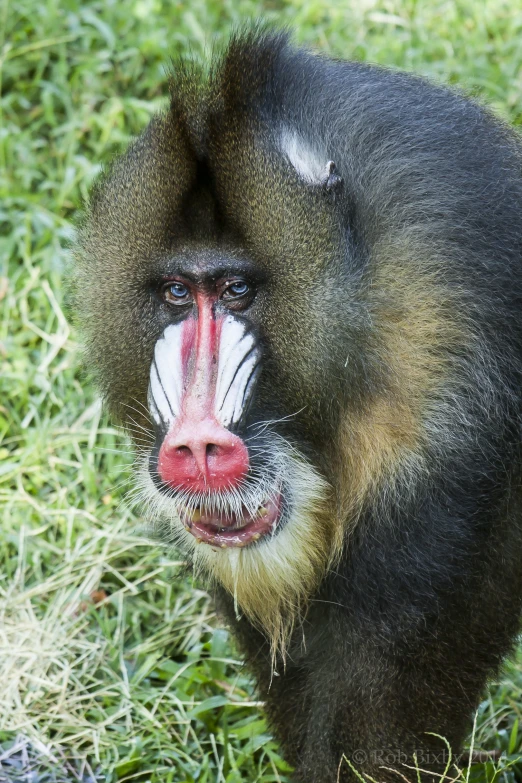 an animal with a large white and red nose