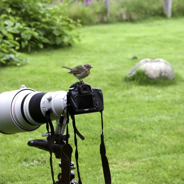 a bird on top of an electronic camera sitting on a camera