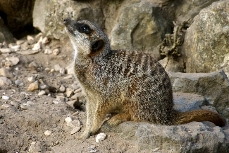 a animal on the ground looking into the distance