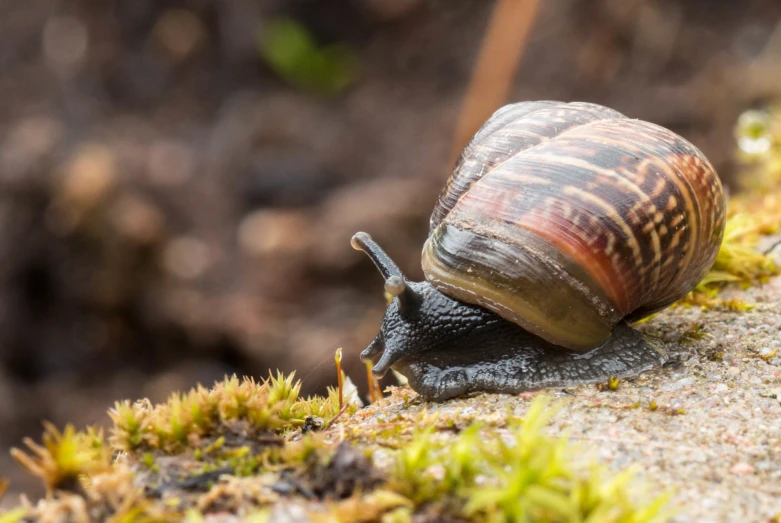 a snail crawling on a moss covered rock