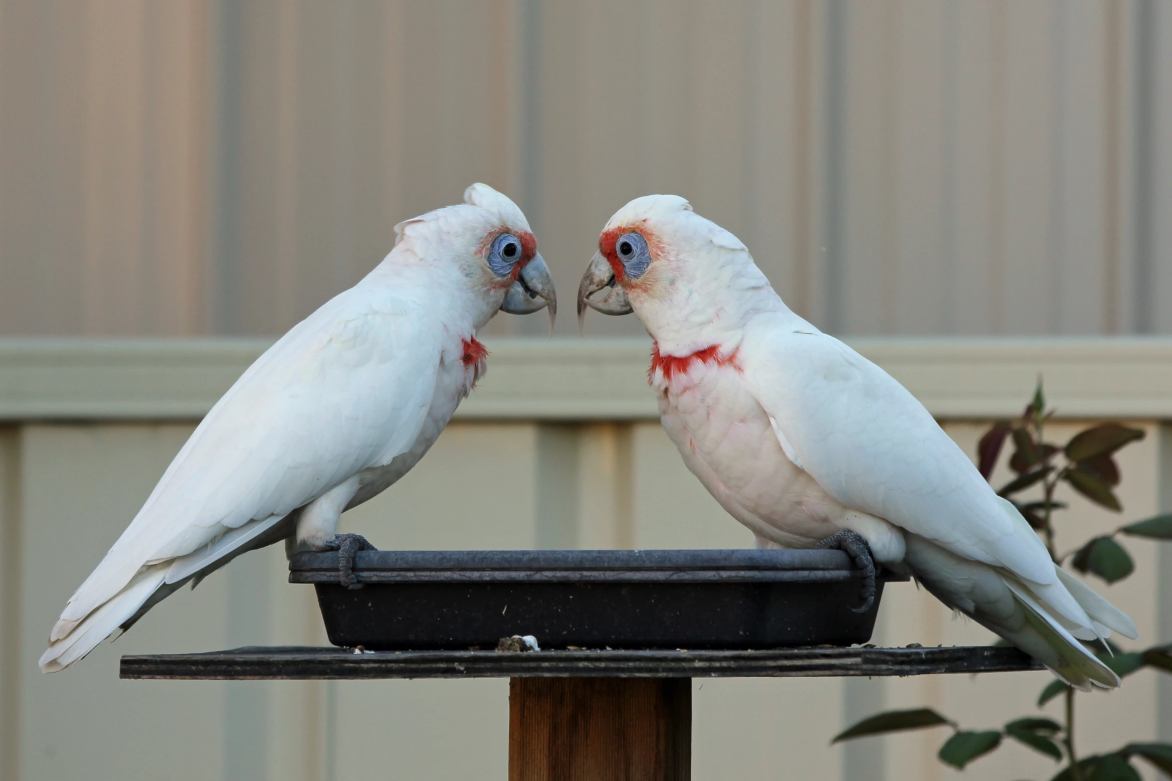 two birds are on a wooden perch and each has a different colored beak