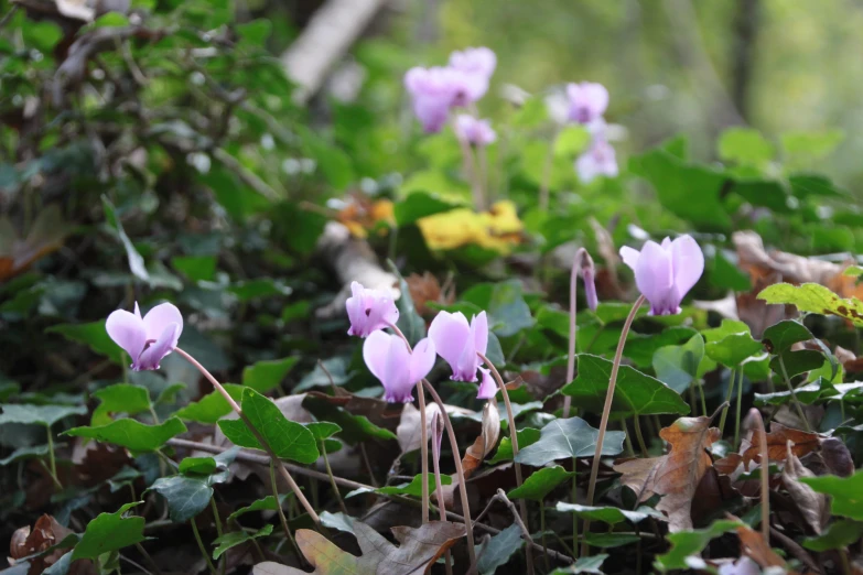 small purple flowers growing out of the green foliage