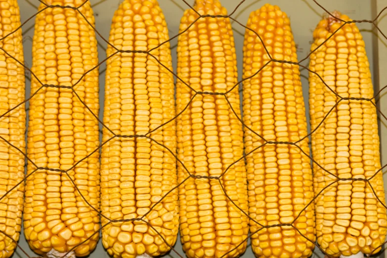 several ears of corn sitting on the side of the counter