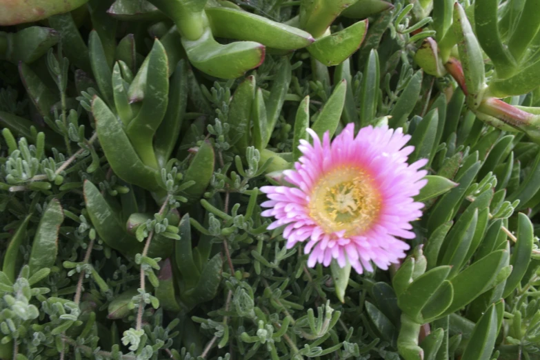 a pink flower in between some green leaves