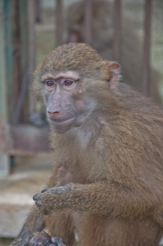 a monkey sitting down and looking at the camera