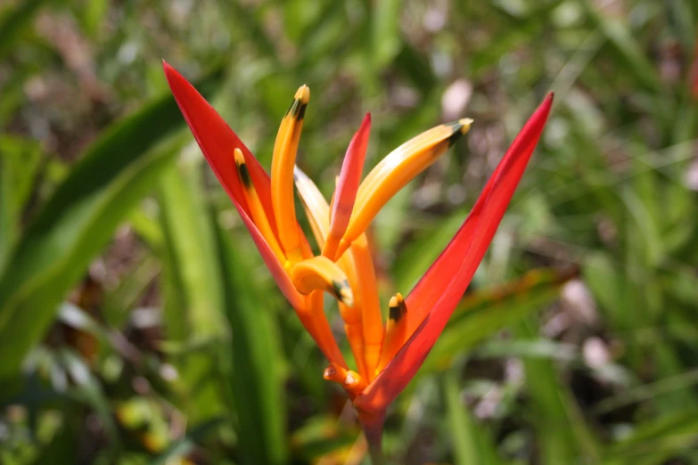 a bright red and orange flower in grass