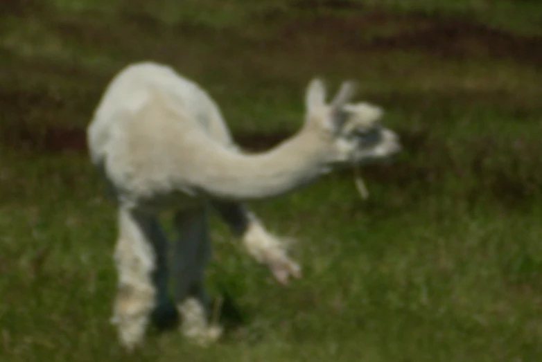 an alpaca is standing in some grass