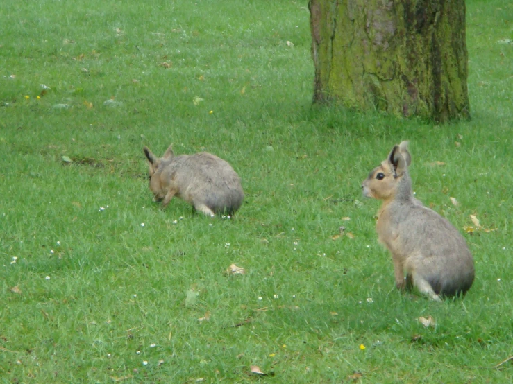 the small rabbits are sitting down in the field