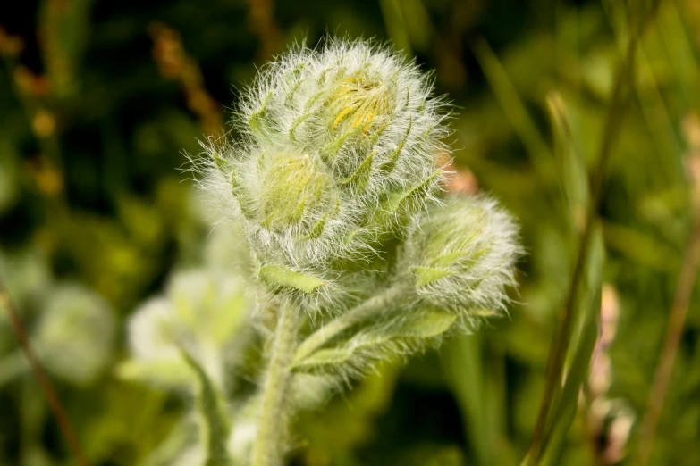 a small round light green plant surrounded by green grass