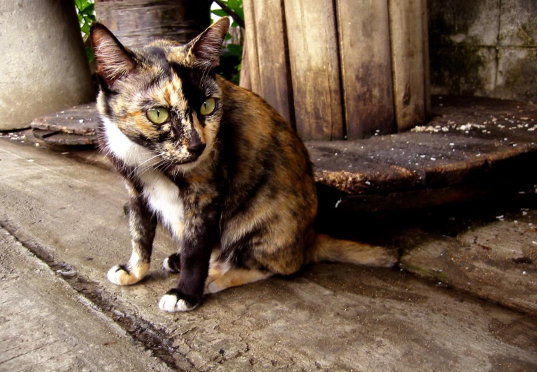 a multicolored cat sitting on top of cement