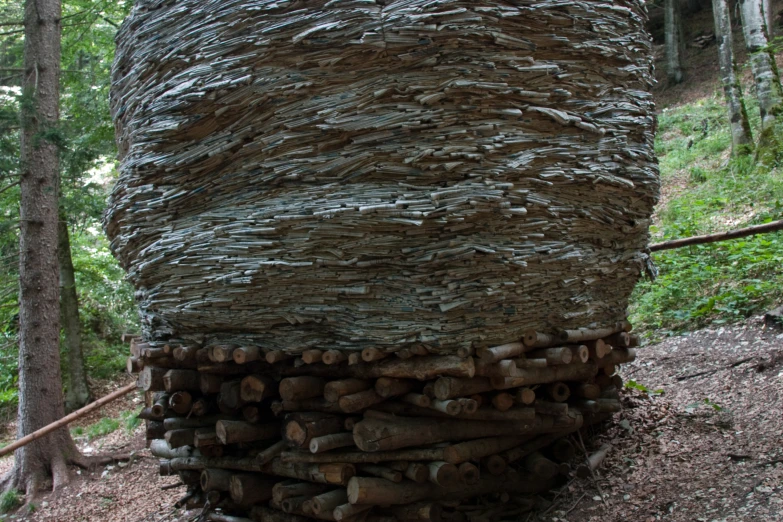 a pile of logs sit in the woods