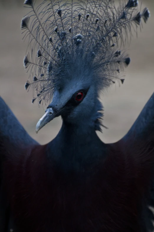 the peacock with red eyes is looking at soing