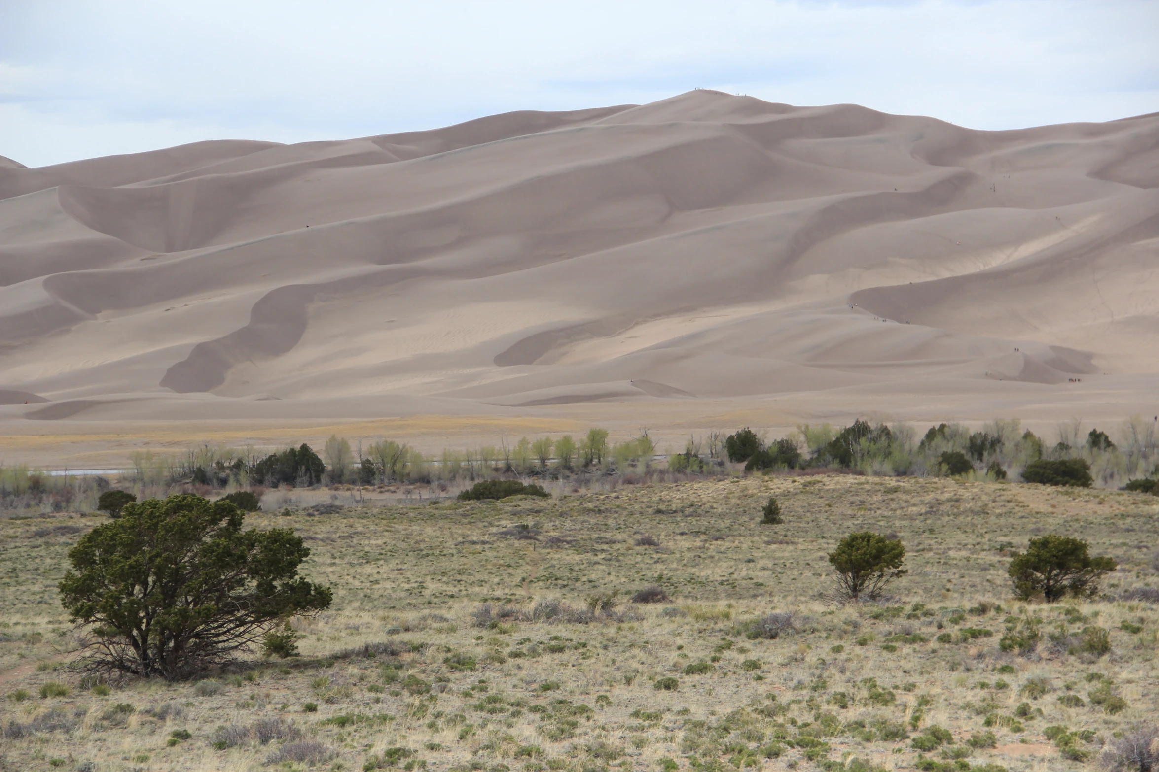 a grassy plain with trees and other plants and animals