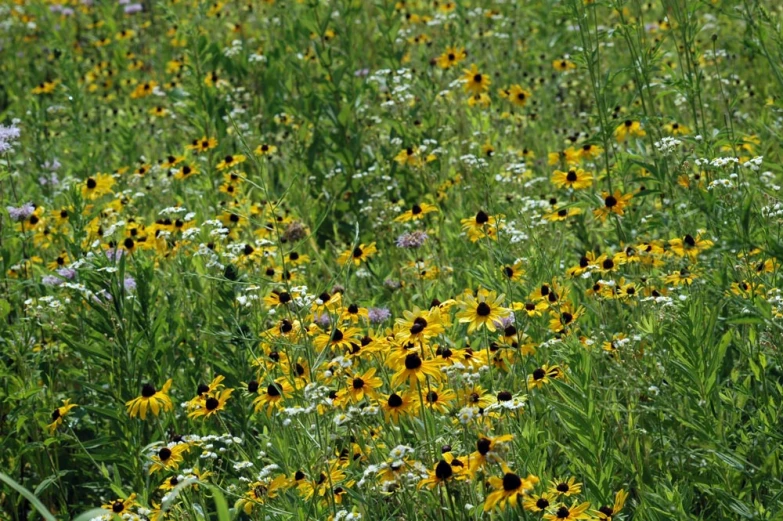 many yellow and white flowers grow in tall green grass