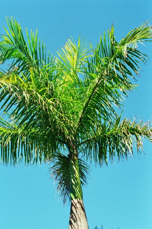 a palm tree with very tall leaves against a clear blue sky