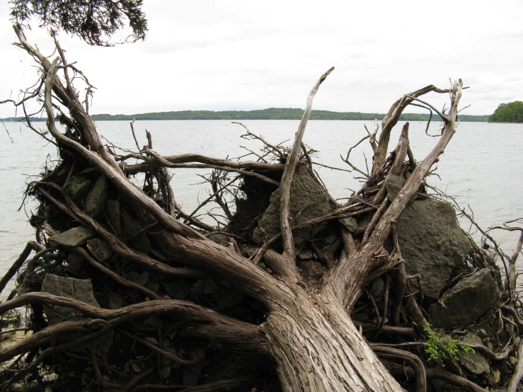 a very large tree is sitting on the edge of a lake